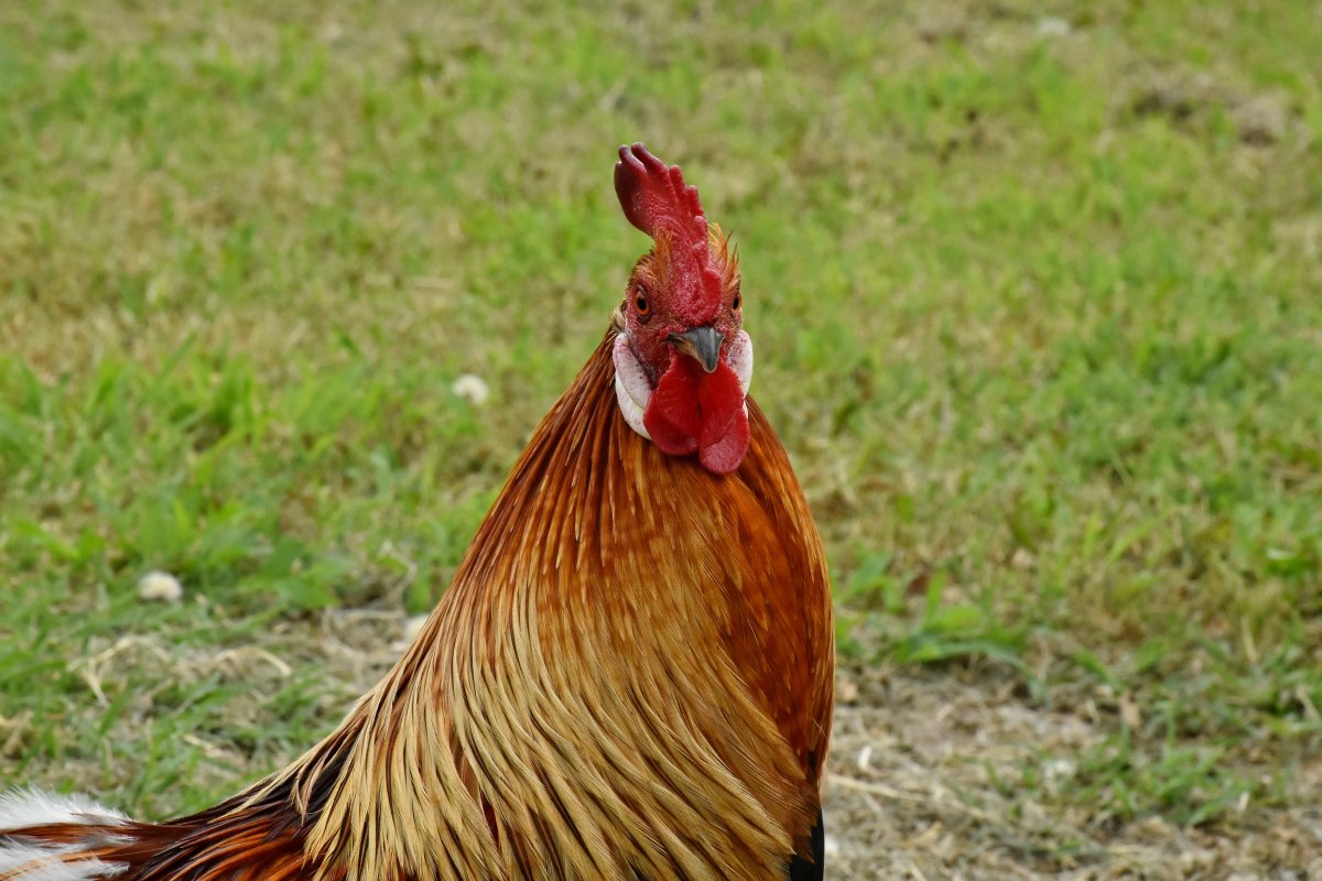 Курица летает