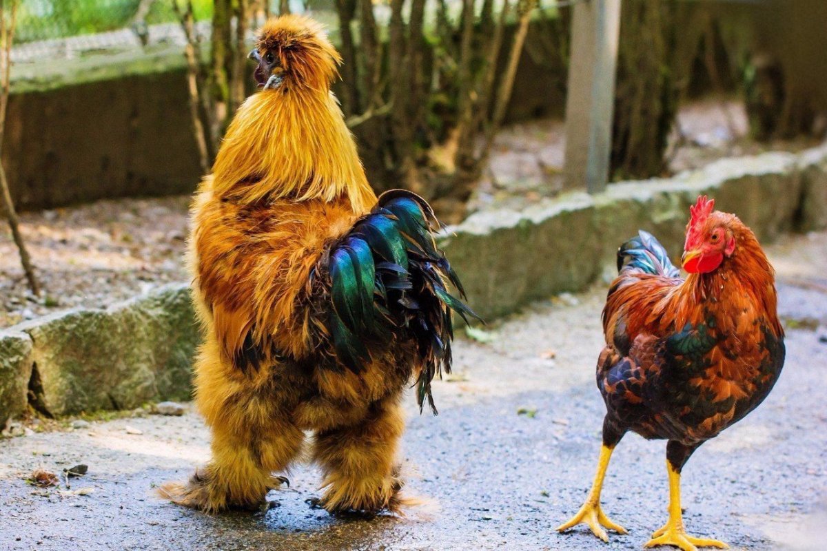 Порода кур Гамбургский петух