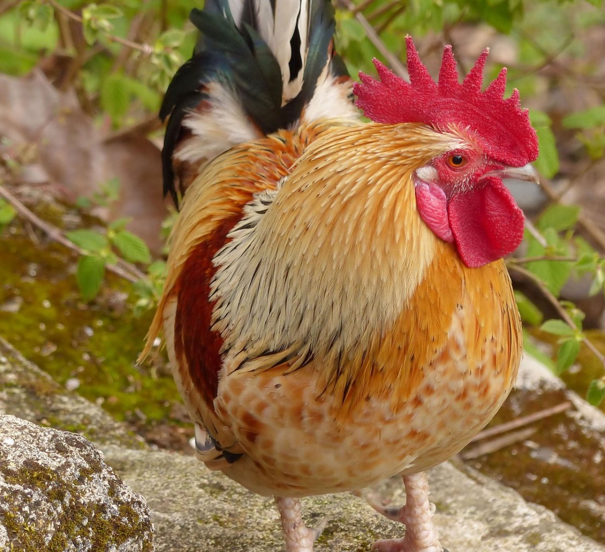 Красный петух