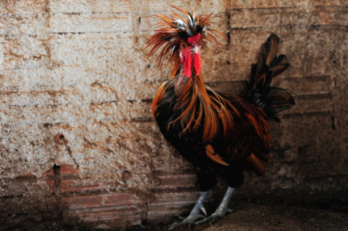 Красивые курочки