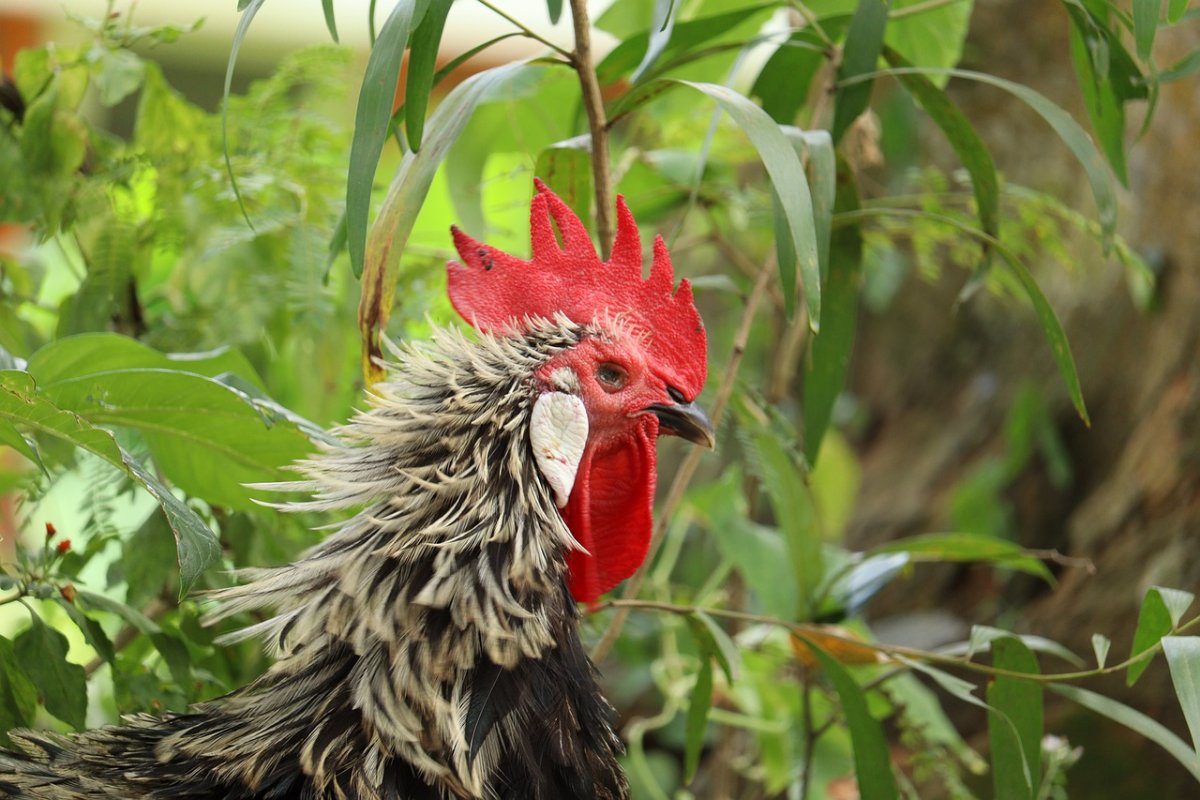Индийская курица
