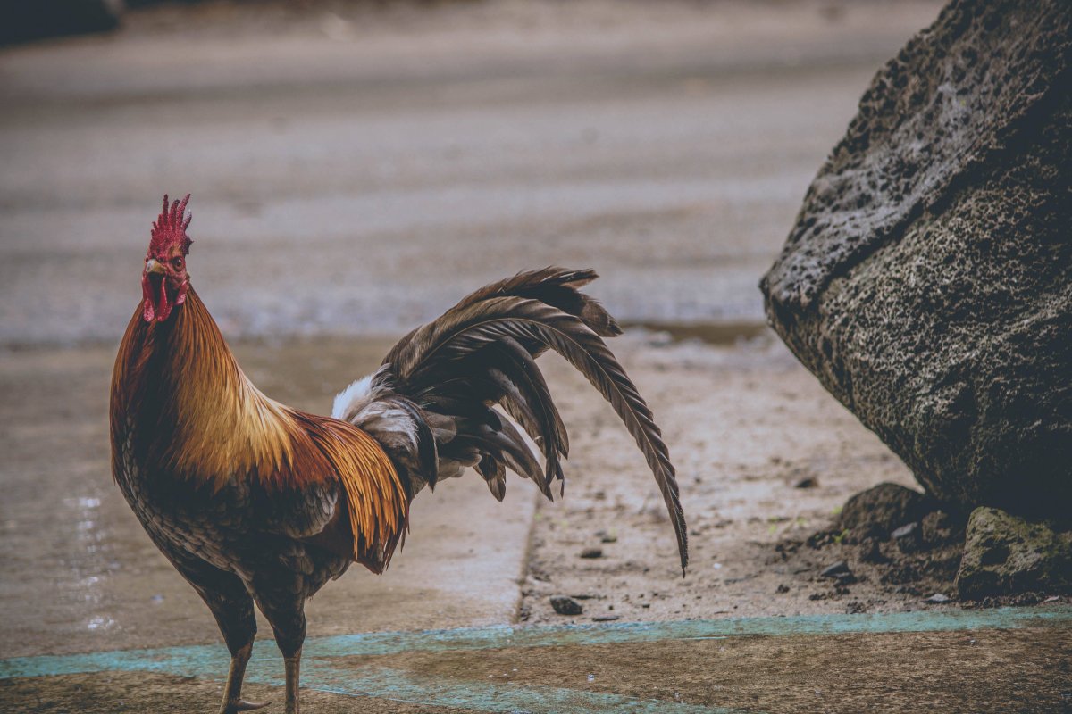 Петух черно красный