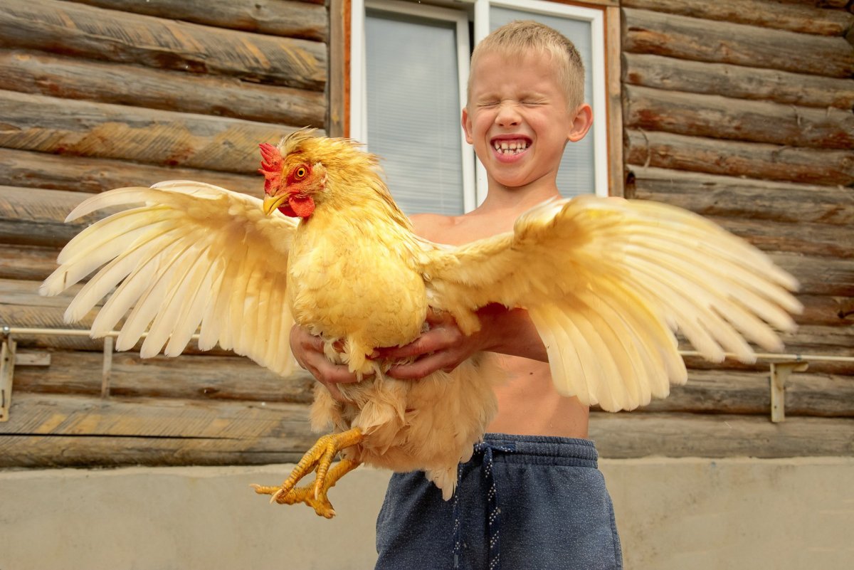 Экзотические петухи