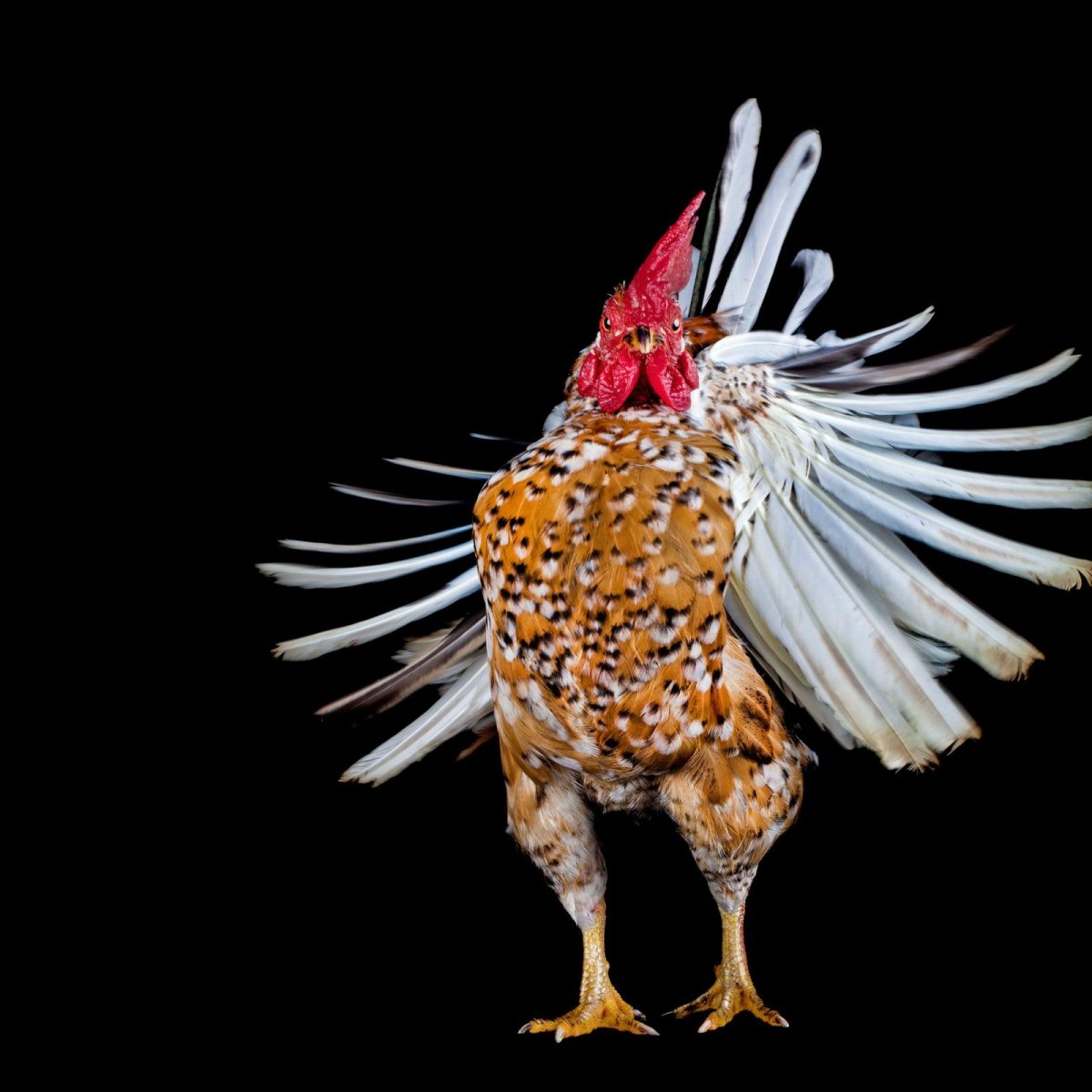 Красивая курица фото