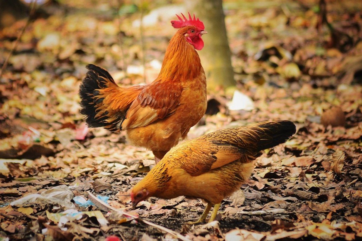 Милый петух