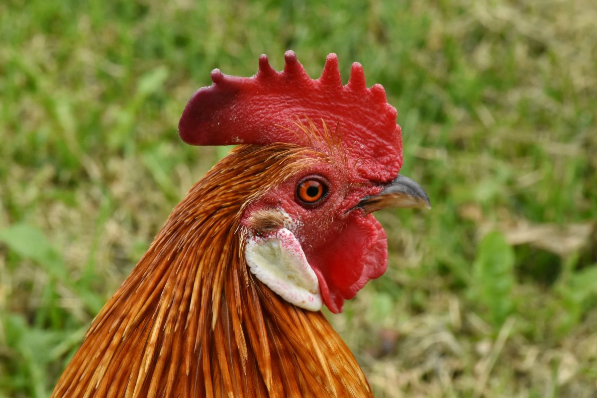 Голова петуха