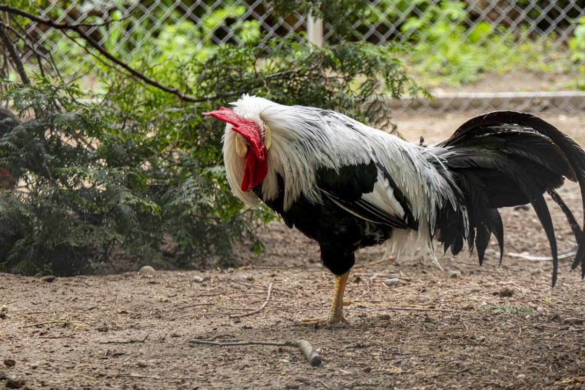 Крутые куры