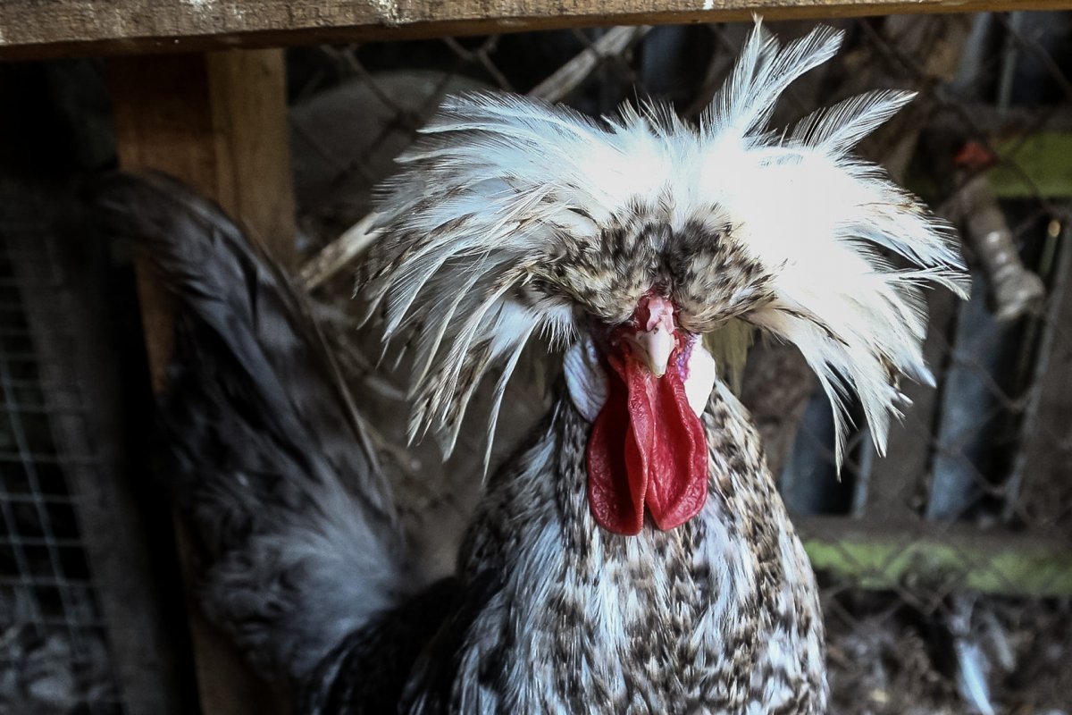 Курицы с красным гребнем