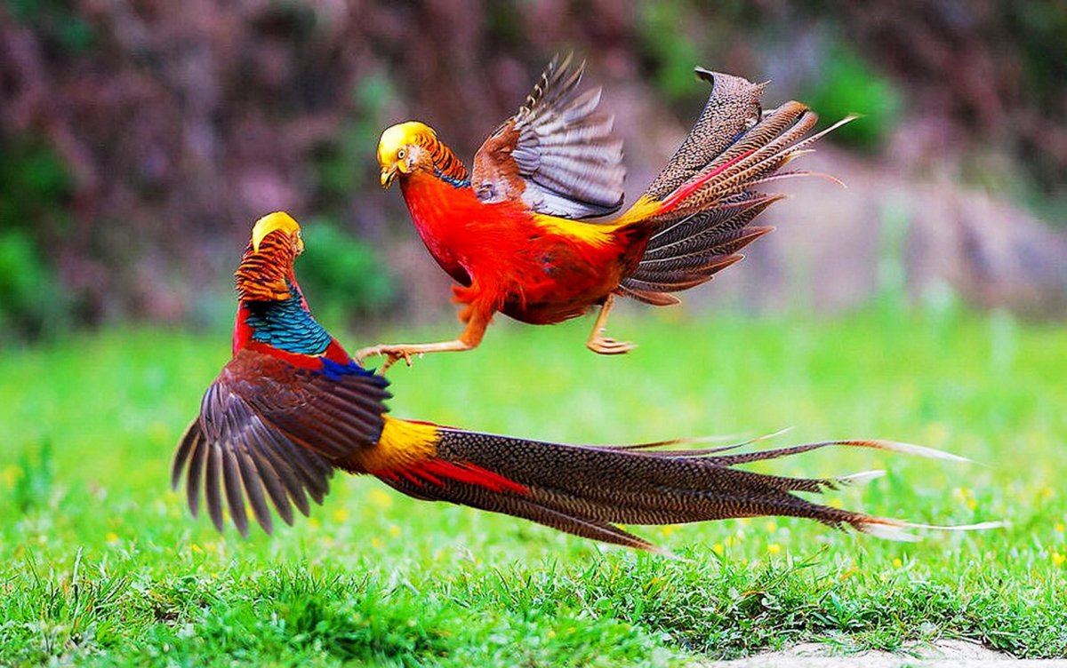 Птица фазан на дереве