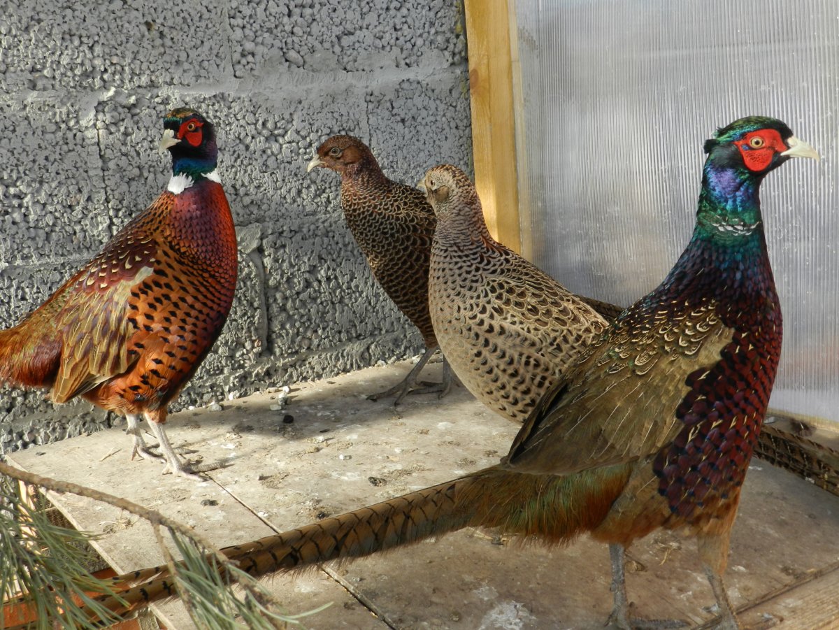 Фазан охотничий румынский