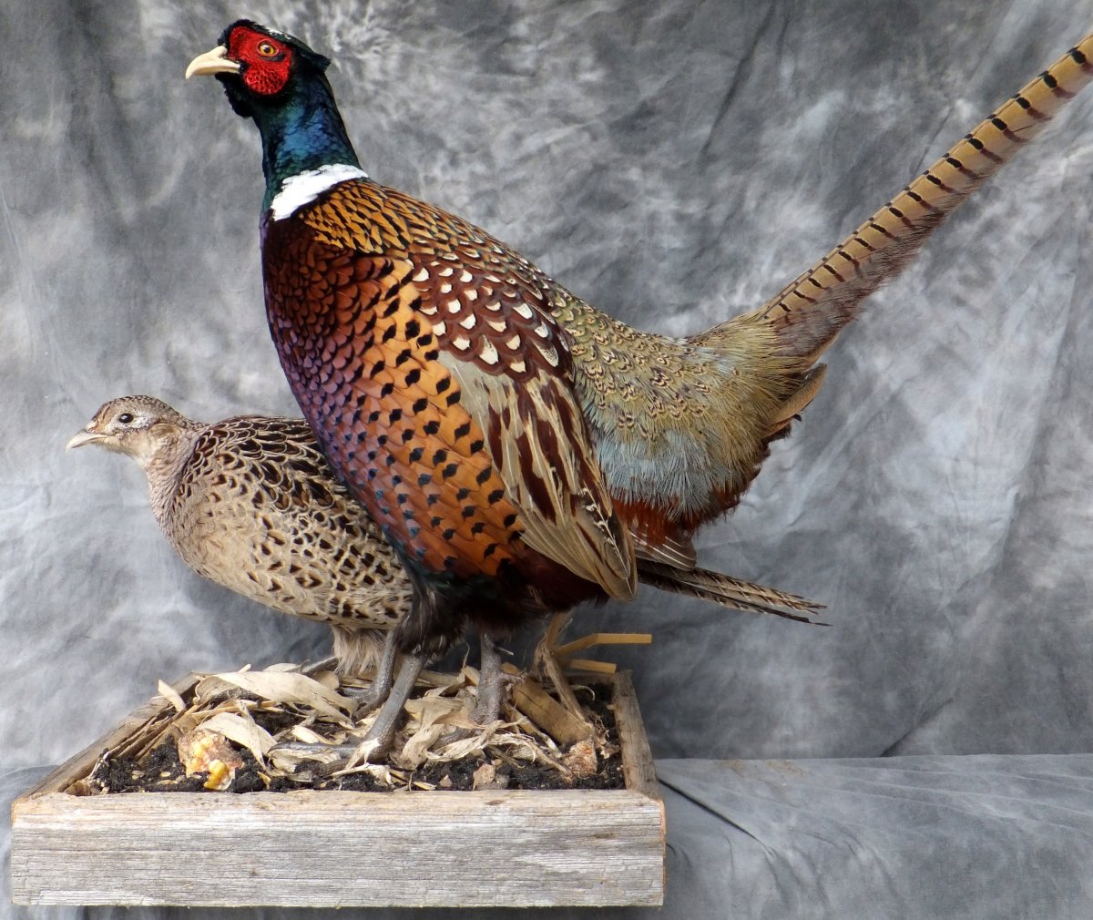 Фазан Дальневосточный