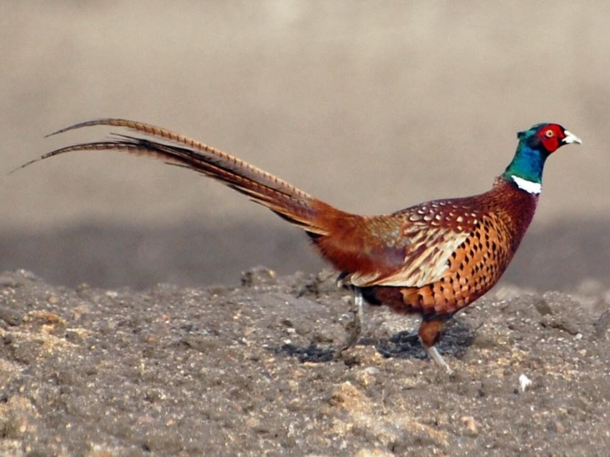 Обыкновенный фазан самка