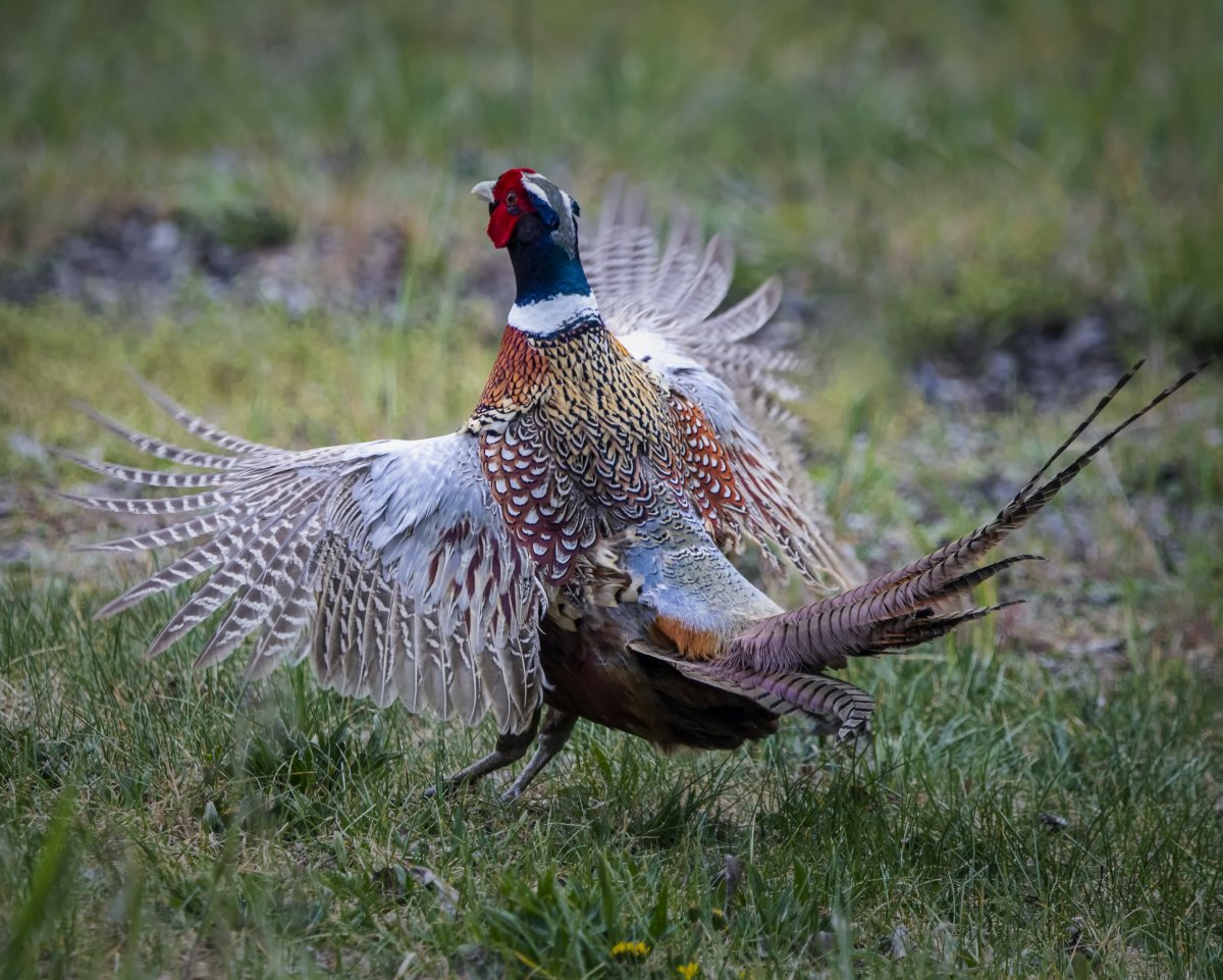 Фазан обыкновенный самец