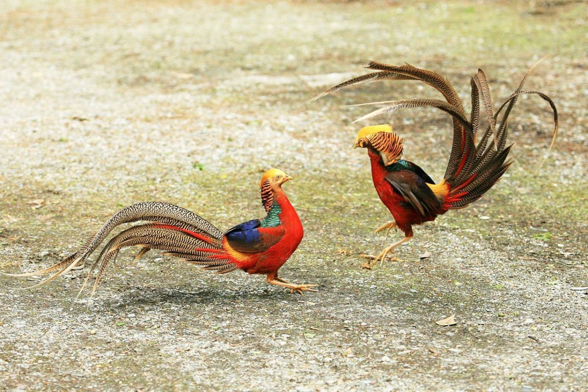 Золотой фазан самец