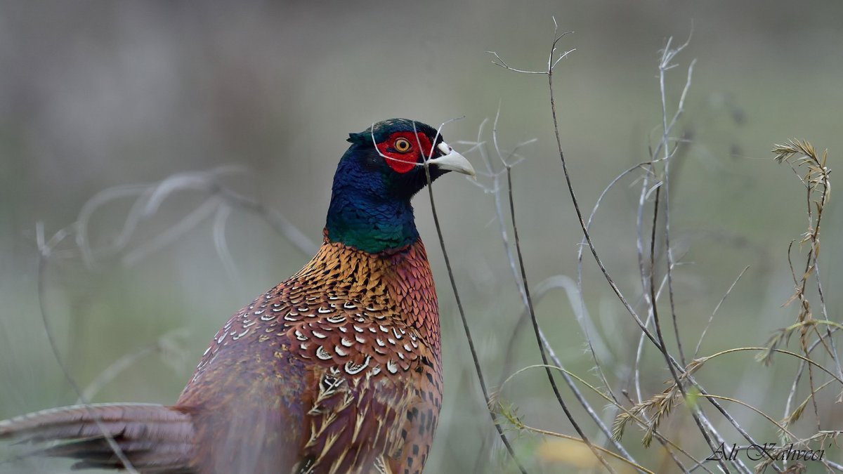 Северокавказский фазан