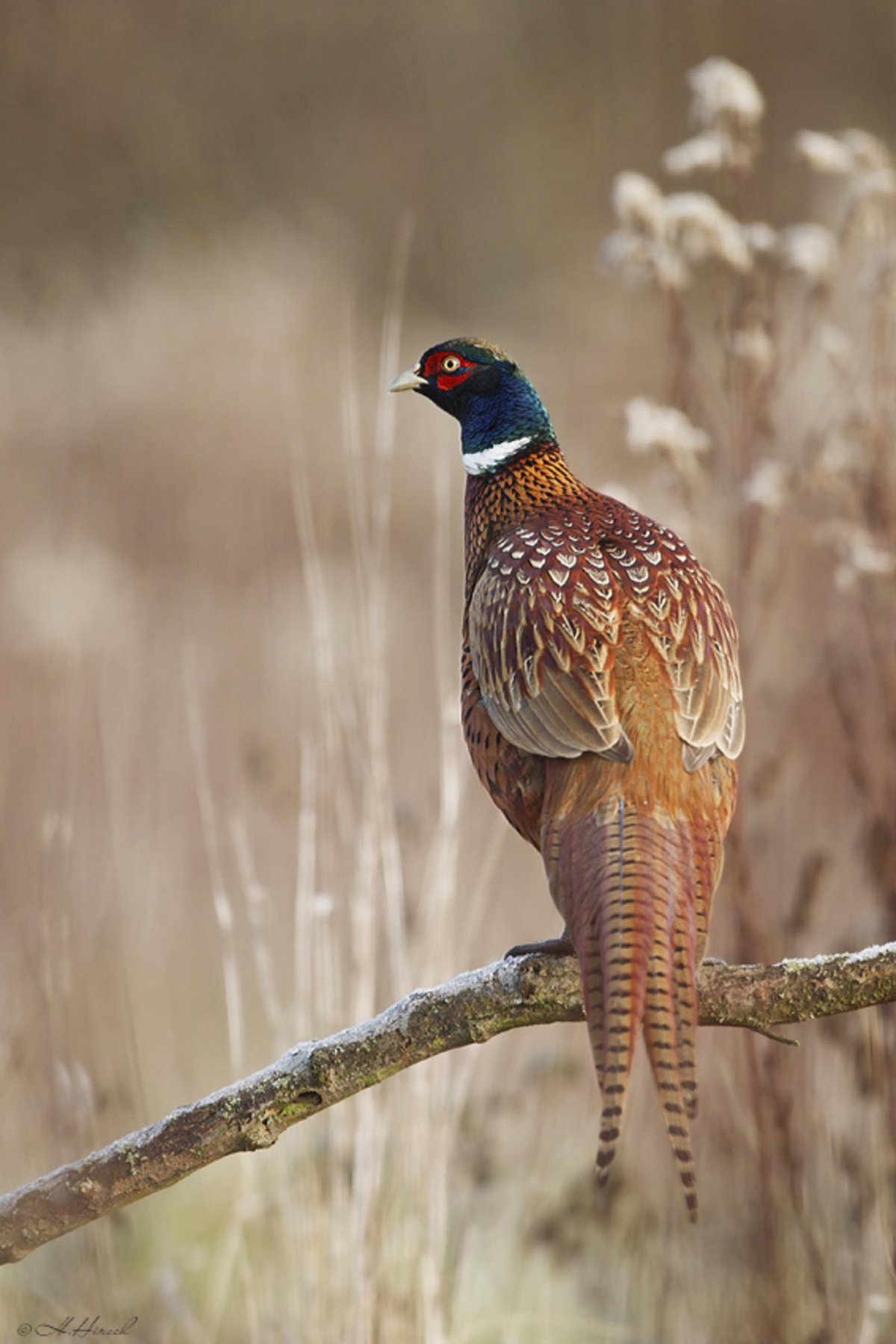 Фазан Дальневосточный