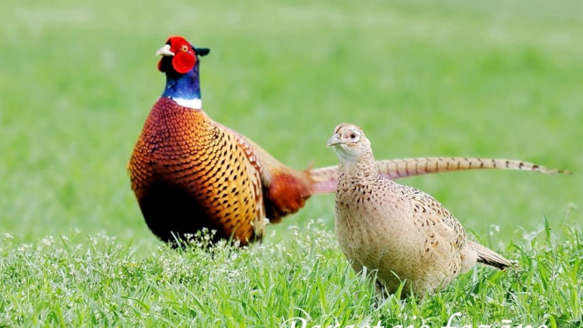 Белый фазан обыкновенный