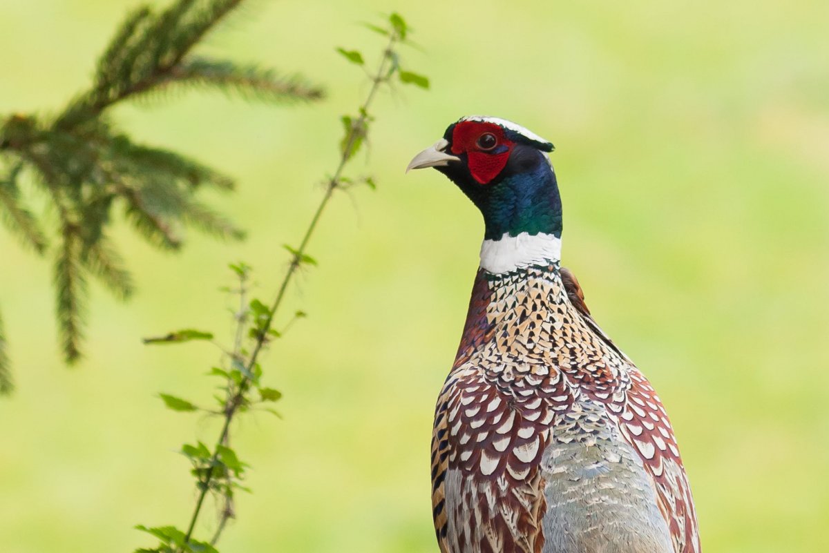 Павлиний фазан Аргус