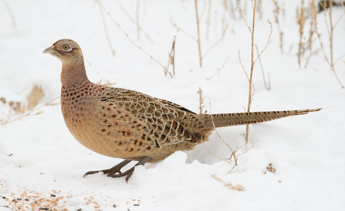 Фазан охотничий обыкновенный