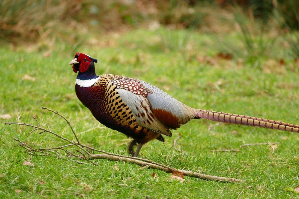 Обыкновенный фазан самка