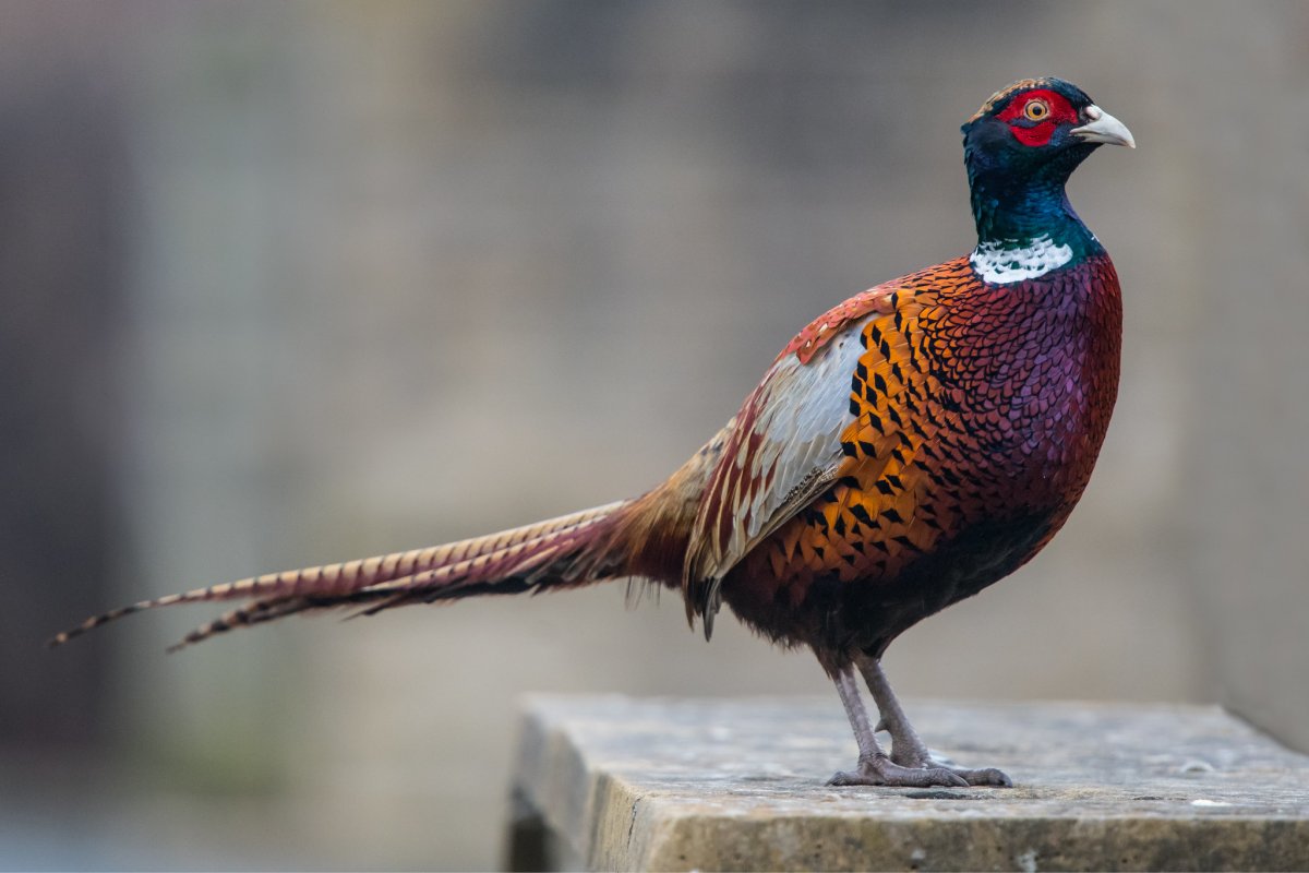 Северокавказский фазан