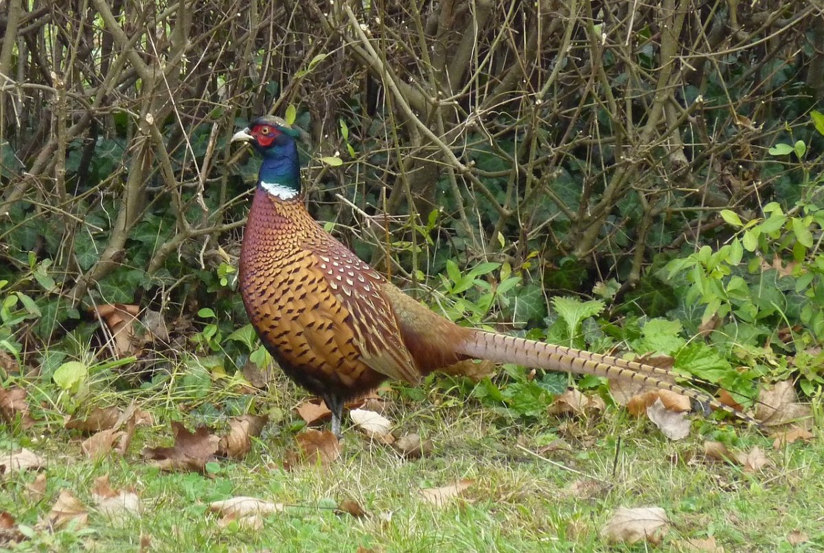 Индейка фазан