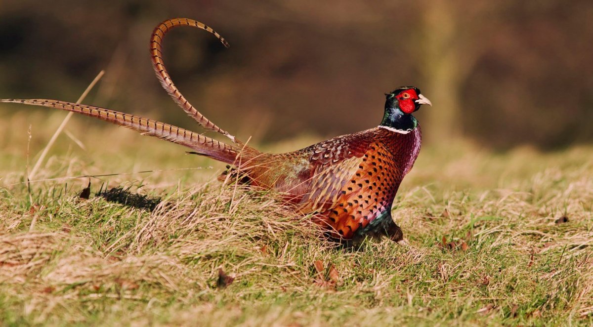 Обыкновенный фазан