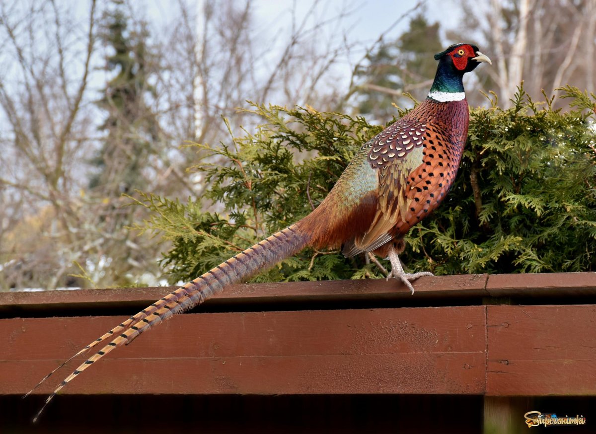 Персиковый фазан