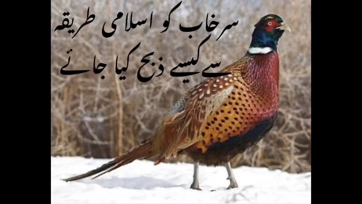 Королевский фазан самка