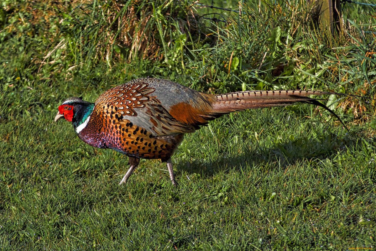 Зарафшанский фазан