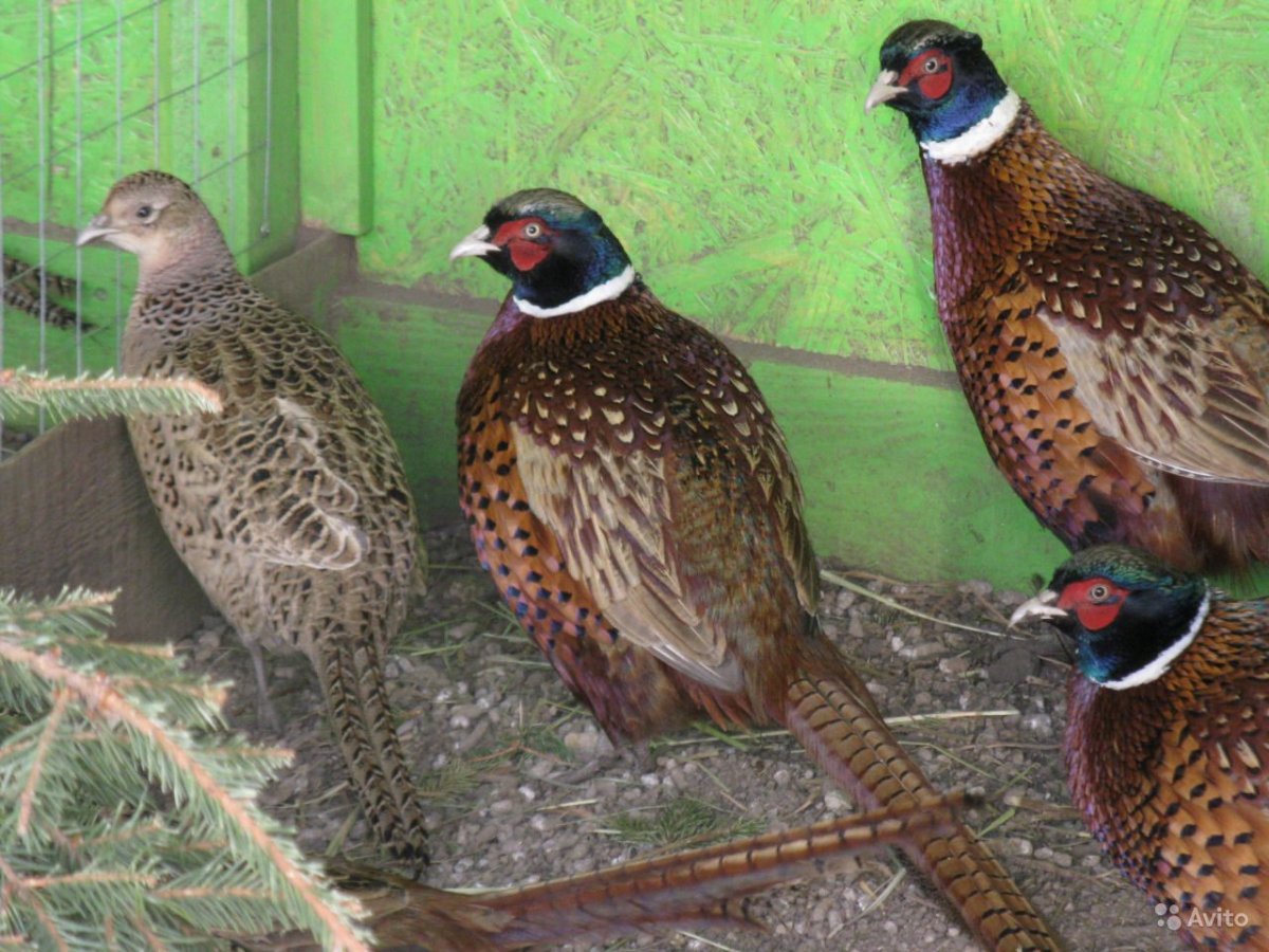 Фазан самка и самец