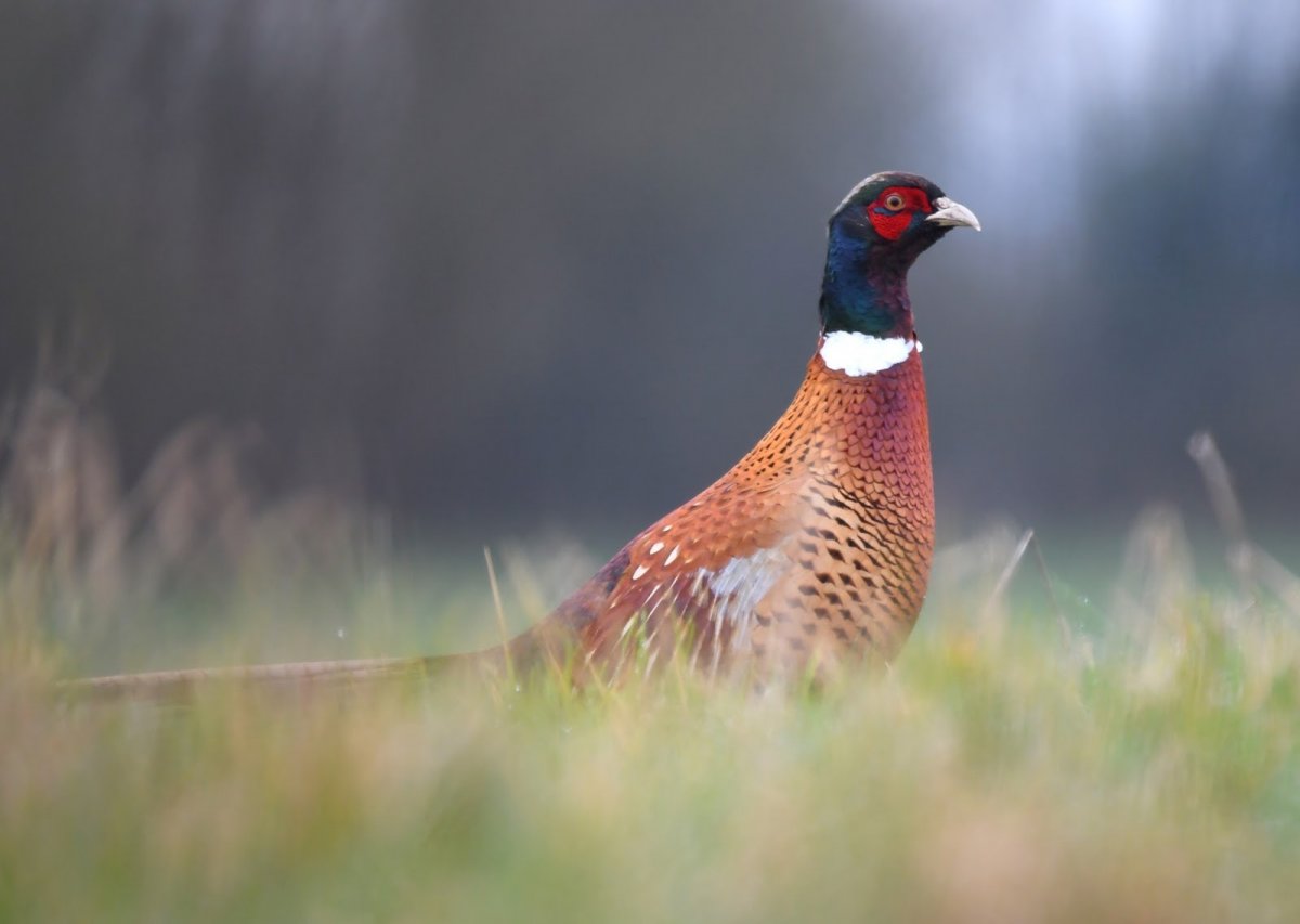 Фазан Финляндия