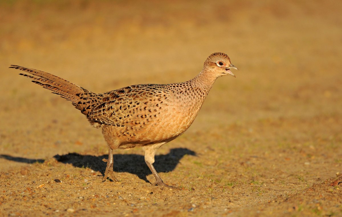 Обыкновенный фазан самка