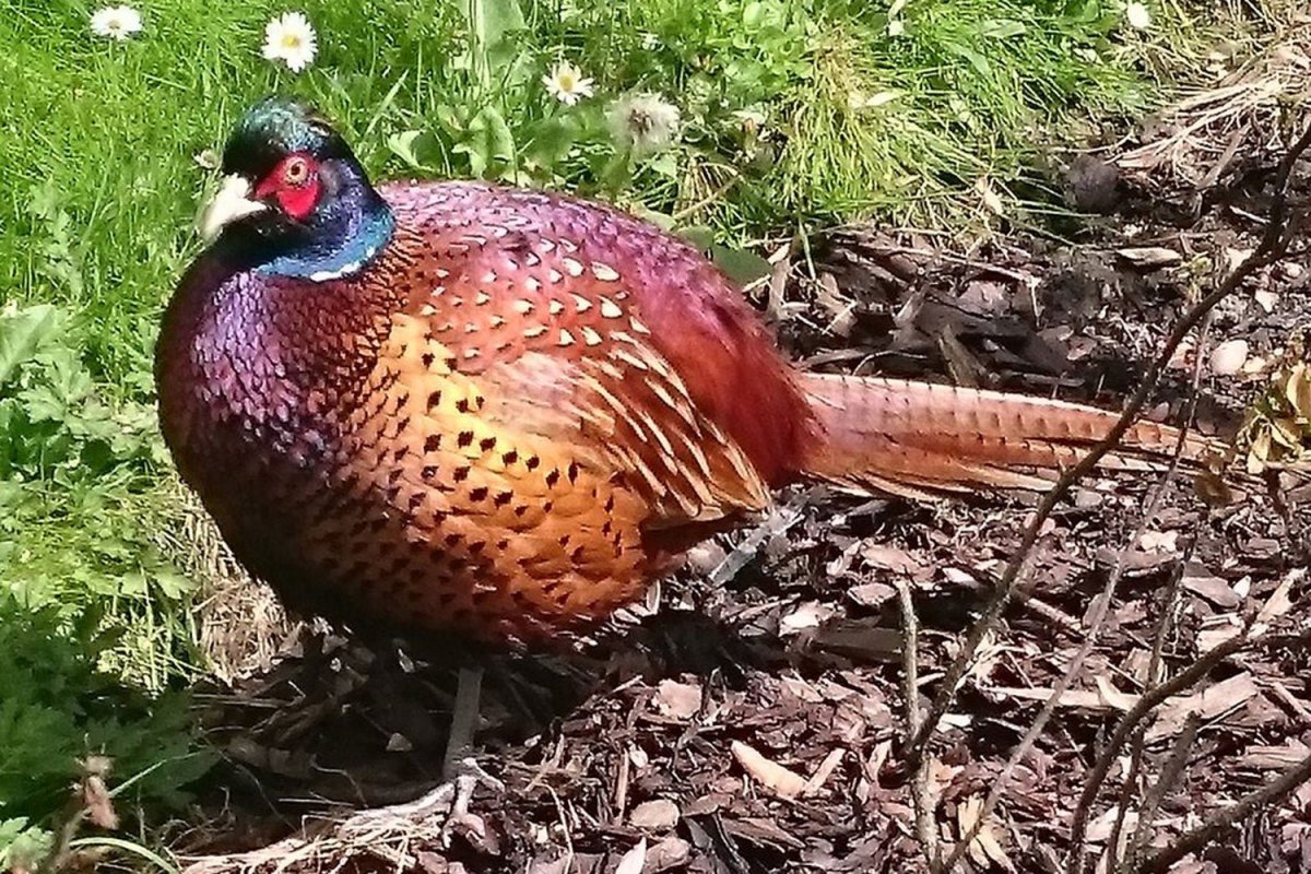 Фазан кеклик