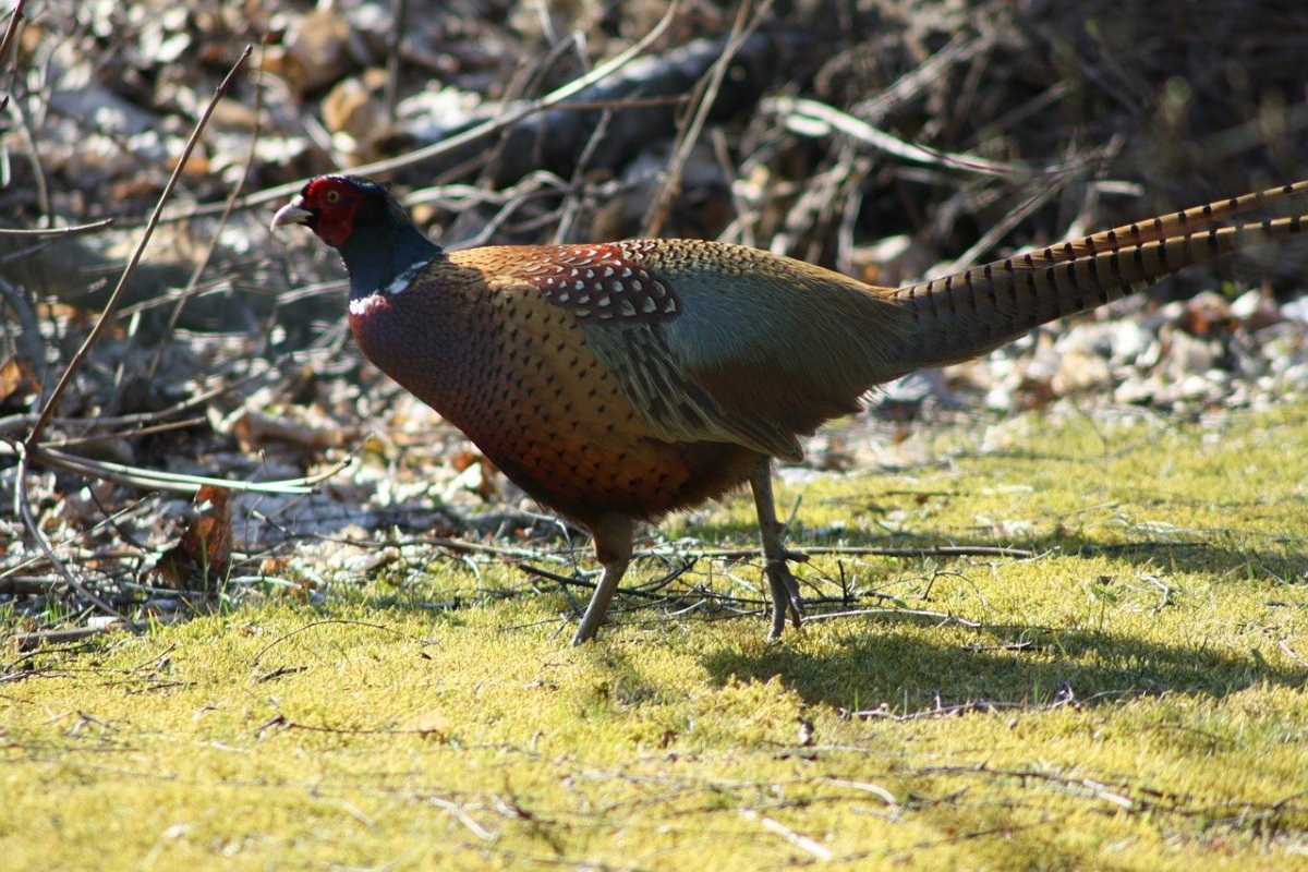 Зарафшанский фазан