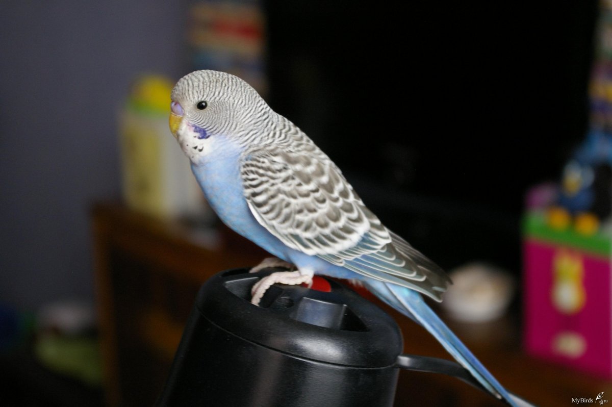 Птенцы попугаев волнистиков