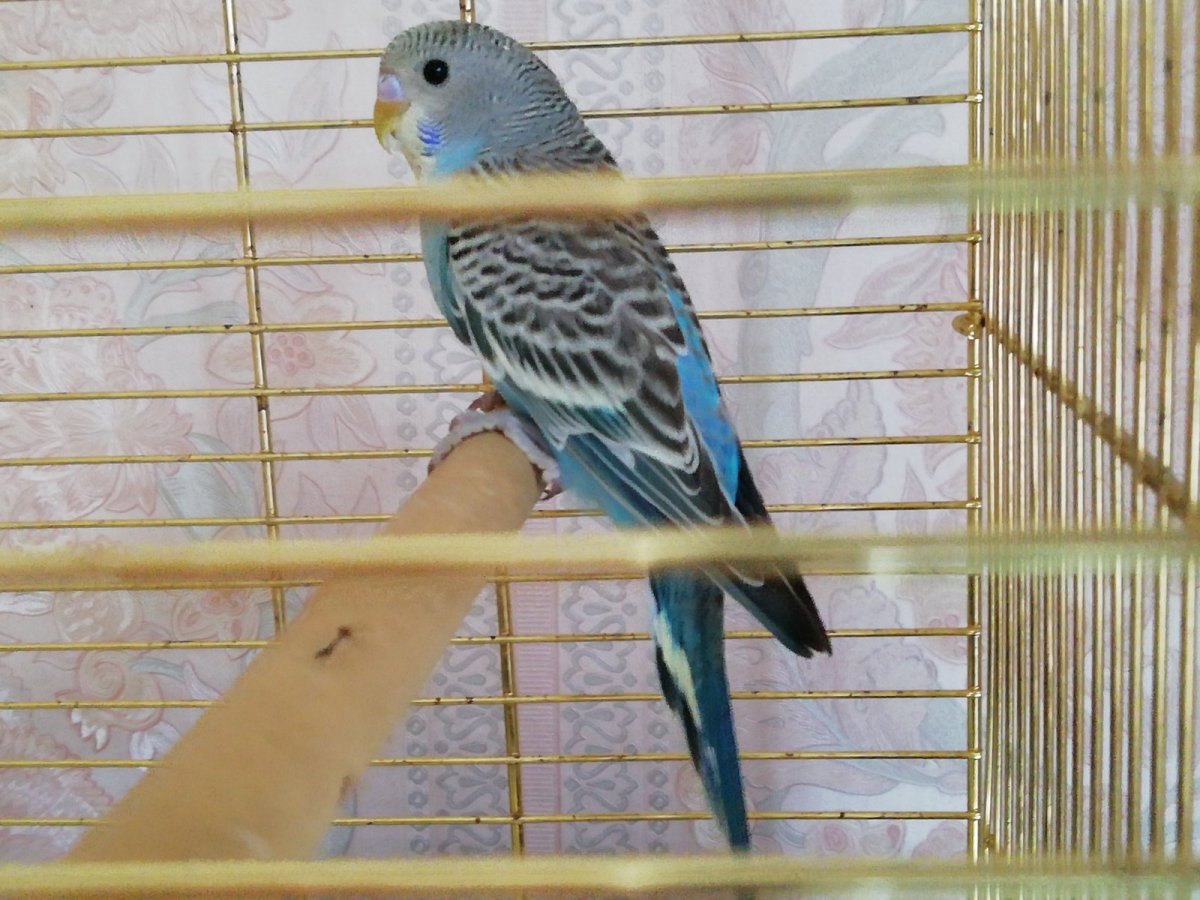 Волнистый попугай