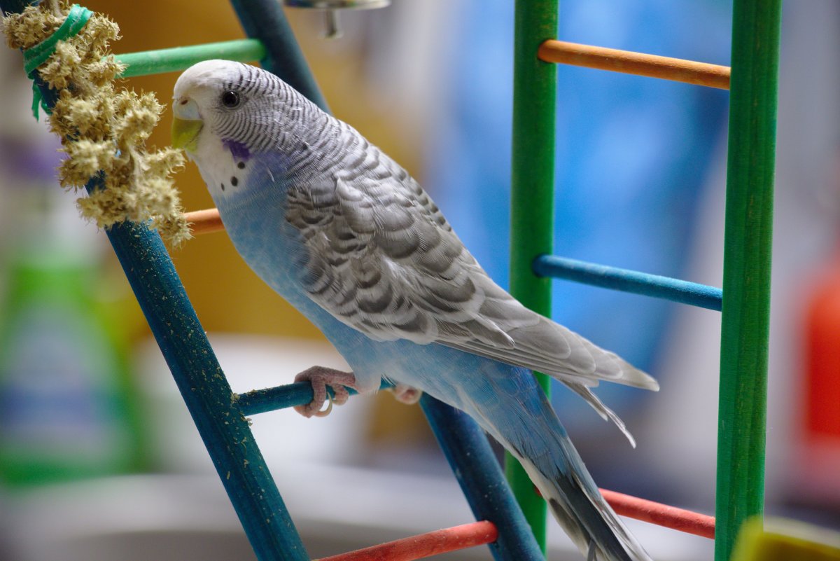 Птенцы попугаев волнистиков