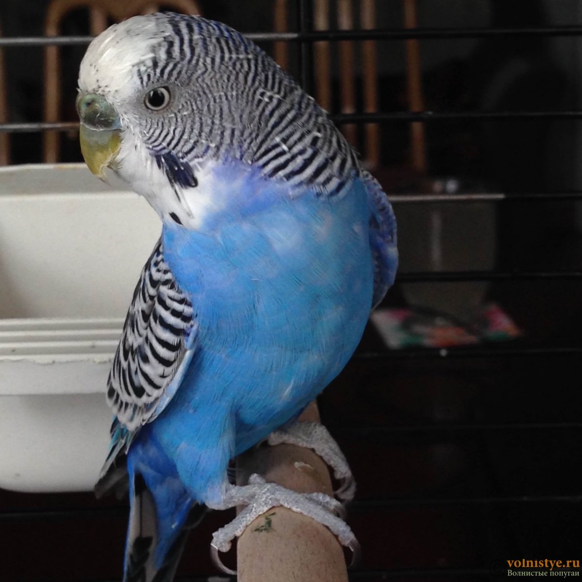 Маленькие волнистые попугайчики