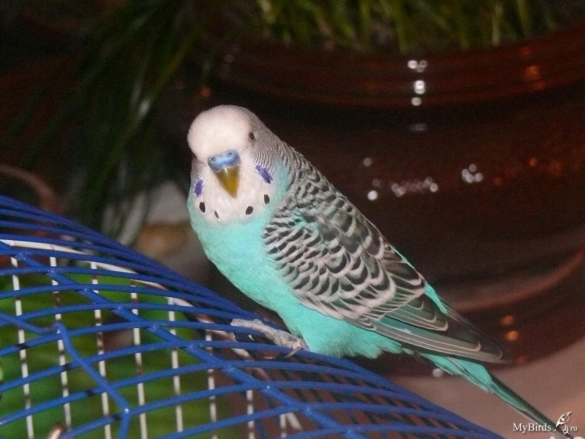 Волнистый попугай в расслабленном состоянии