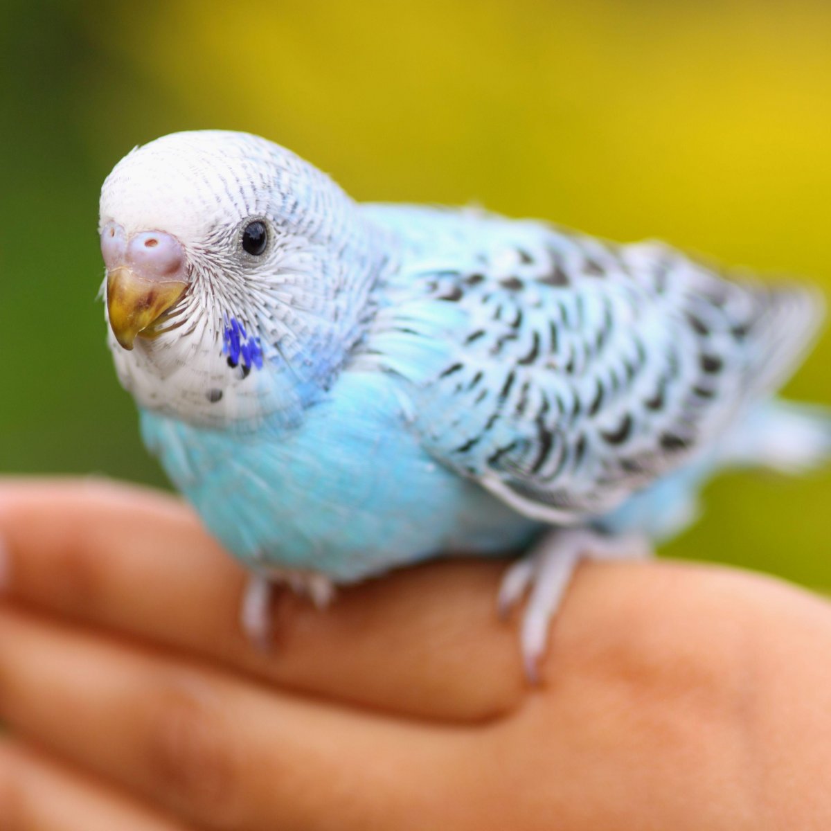 Попугай волнистый голубой