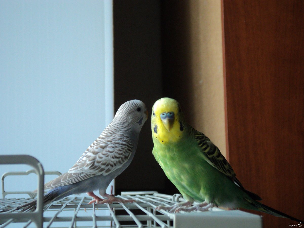 Волнистый попугай самец