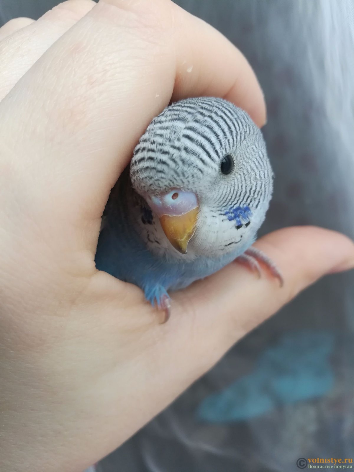 Волнистый попугай