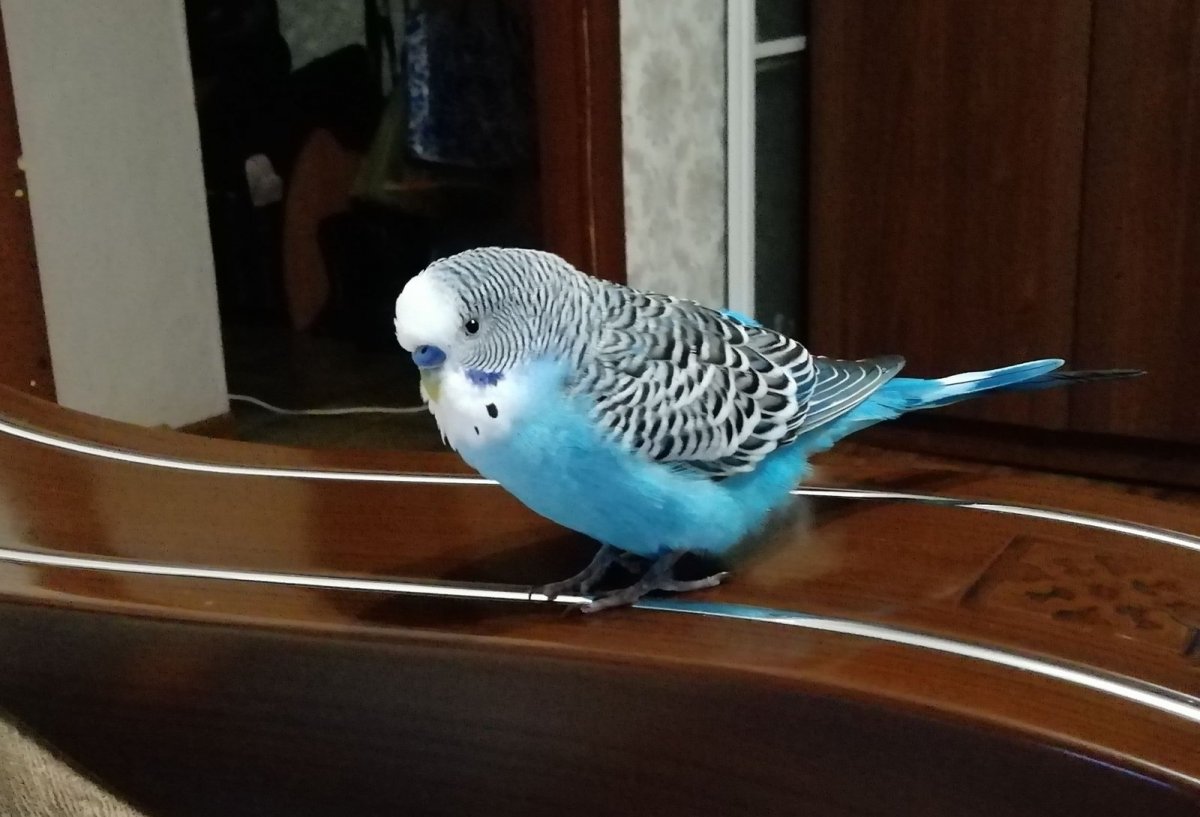 Волнистый попугай Бандурка