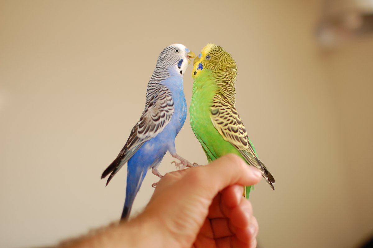 Волнистый попугайчик голубой