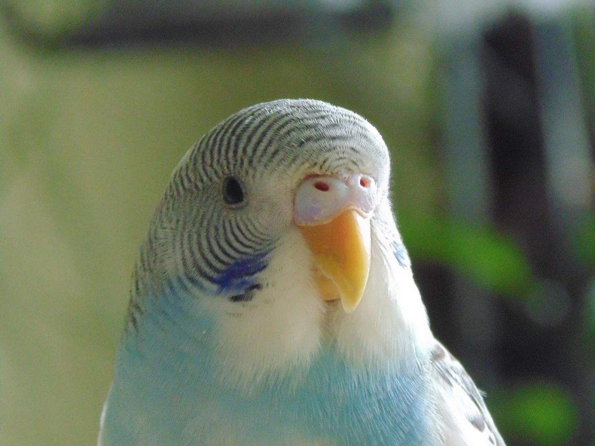 Волнистый попугайчик бело голубой