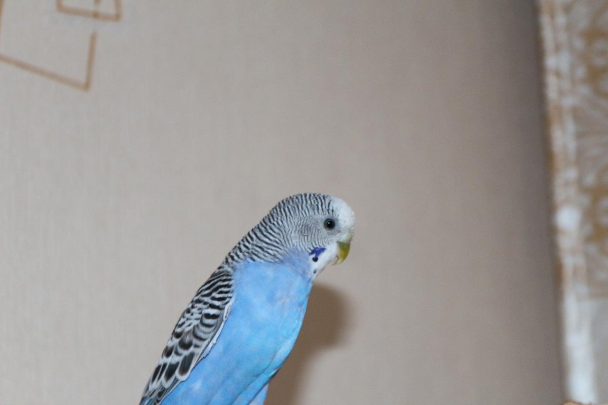 Волнистый попугайчик голубой