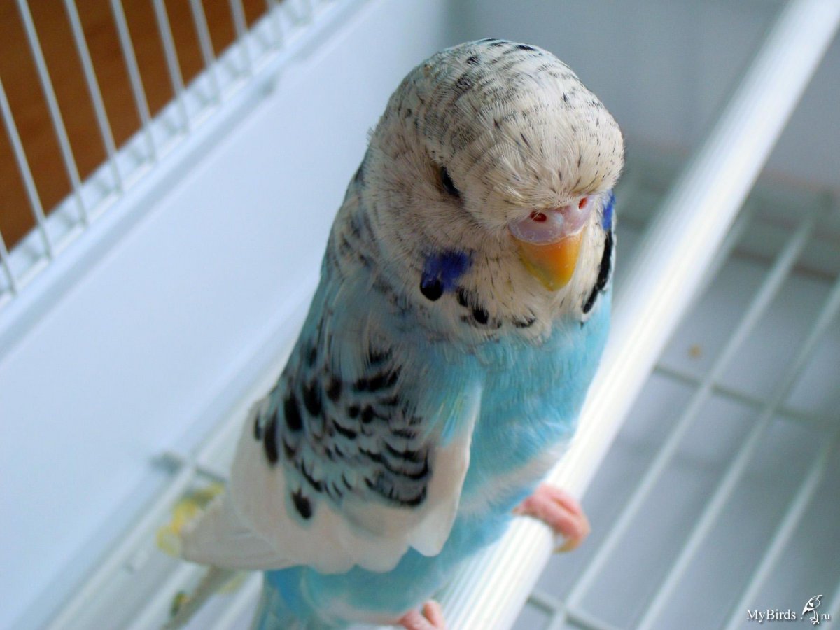 Голубые попугаи волнистики