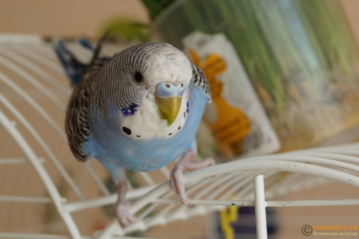 Попугайчик волнистый (Melopsittacus undulatus)