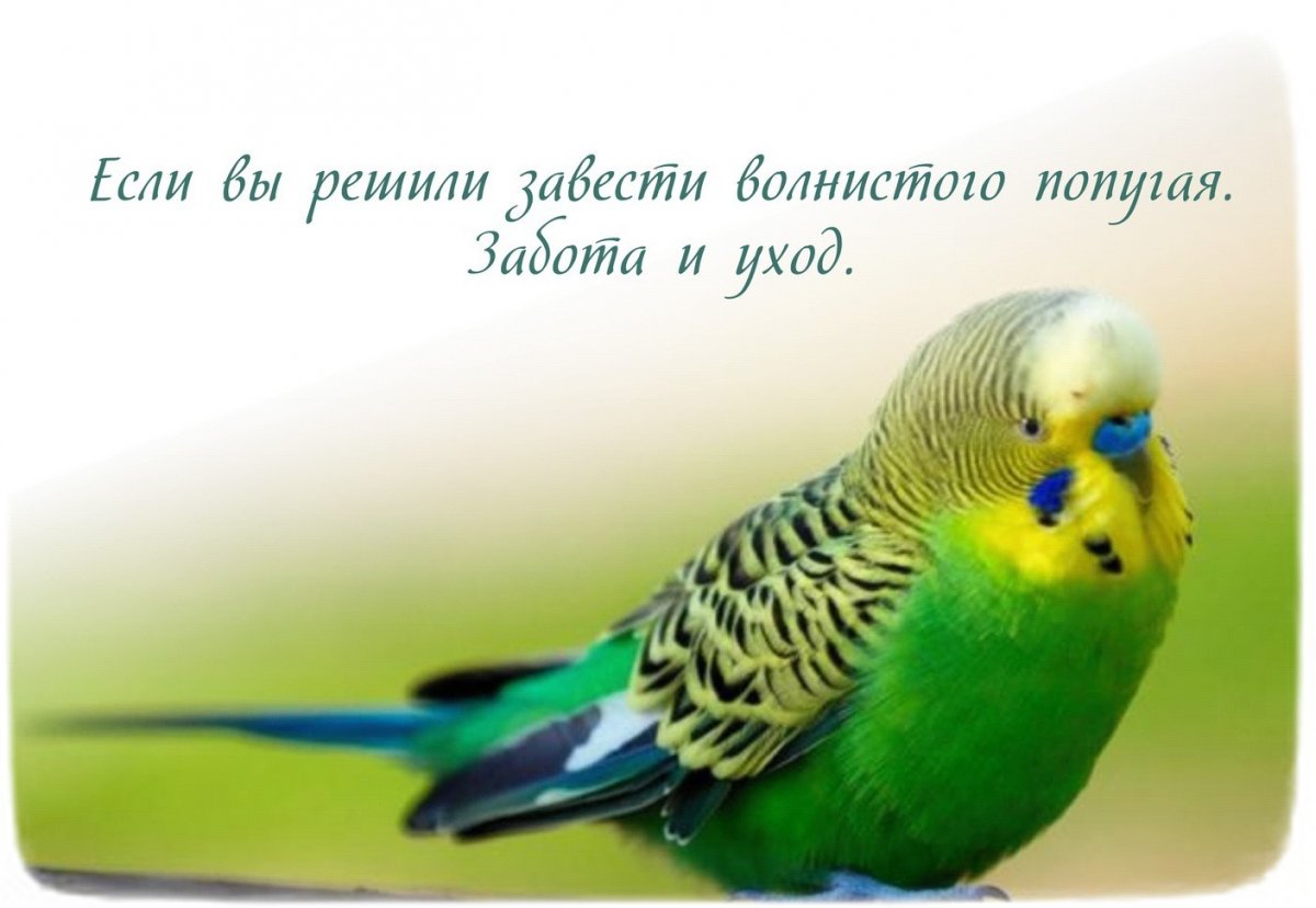 Волнистый попугай Budgie